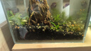 聽(tīng)白閣觀(guān)賞蝦活水族寵物蝦清潔蝦草缸除藻蝦工具蝦淡水蝦觀(guān)賞蝦運輸包損 大河藻蝦1只(1.5-2cm) 曬單實(shí)拍圖