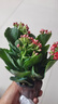 元井長壽花盆栽重瓣大花花苗室內(nèi)開花的花卉植物 1.中國紅( 不含盆 曬單實拍圖