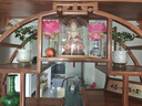 幸福樹(shù)平安樹(shù)綠植花卉小盆栽室內(nèi)客廳辦公室四季常青植物凈化空氣 5A幸福平安樹(shù)一盆多顆原盆+肥料 曬單實(shí)拍圖