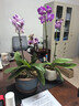 蝴蝶蘭花苗帶花苞客廳辦公室室內(nèi)桌面裝飾花卉植物四季好養(yǎng)盆栽 寶貝蝴蝶蘭-裸苗（帶花苞+半開放） 曬單實(shí)拍圖