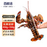 百鮮洽特大龍蝦波士頓龍蝦 活凍波龍澳洲大龍蝦海鮮水產(chǎn)冰鮮冷凍蝦類(lèi) 1只裝（凈重450g-550g/只） 曬單實(shí)拍圖