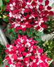 京厽高品質(zhì)仙客來盆栽花苗兔耳花四季開花好養(yǎng)大花陽臺(tái)室不不支持退貨 紫色帶花發(fā)貨送肥料 不含盆 曬單實(shí)拍圖