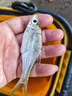 加厚涂膠方形魚(yú)護網(wǎng)兜野釣專(zhuān)用釣箱便攜迷你方型防掛速干釣魚(yú)漁護 31cm 3m （帶包+飛磕擋針） 曬單實(shí)拍圖
