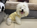 MIKI PAD狗狗絕育服手術(shù)服狗狗衣服春夏季薄款包護肚衣公狗母狗術(shù)后防舔 背心護肚衣-黃色#可做絕育服 M+ 胸圍42背長(cháng)32（建議8-10斤 曬單實(shí)拍圖