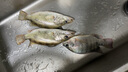老鬼（OLDGHOST）蛋奶果酸紅果濃香魚餌粉末添加劑鯉鯽魚野釣魚專用小藥誘魚劑 【混合2瓶裝】蛋奶果酸+紅果濃香 曬單實(shí)拍圖