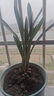 特級濃香型企黑蘭花國蘭客廳四季好養(yǎng)盆栽綠植物國花高端送禮物 高度40cm冠幅15cm特級精品蘭花 1苗裸根發(fā)貨 曬單實拍圖