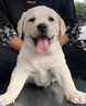 純種拉布拉多幼犬活體神犬小七黑白色拉布拉多導(dǎo)盲犬家養(yǎng)寵物狗狗 寵物級(jí) 純種雙血統(tǒng) 公 曬單實(shí)拍圖