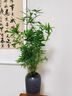 水培米竹室內(nèi)盆栽植物水養(yǎng)觀音竹富貴竹南天竹客廳竹子花卉綠植 精品米竹30顆【50-60厘米】 曬單實(shí)拍圖