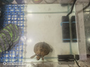 創(chuàng)寧魚缸自動(dòng)恒溫加熱棒 低水位烏龜小型米 迷你石英防爆燒水控溫器 100W【【推薦小缸、龜缸用】支持低水位】 曬單實(shí)拍圖