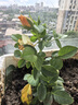 果汁陽臺月季花苗開花玫瑰小苗四季盆栽花卉爬藤植物藤本薔薇綠植 果汁陽臺 【灌木大花】 曬單實拍圖