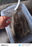賈東普金版大黑糖黑坑釣魚小藥大麥紅薯膏誘魚劑神器野鯽鯉魚餌料添加劑 曬單實拍圖