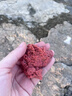 北禾魚餌溪流免洗面筋餌料石斑魚馬口白條野釣爆護魚食30g一包搞定 10包【折后1.99元/包】送餌料盒 曬單實拍圖