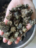 京鮮生 新鮮干巴菌500g 野生干巴菌云南特產(chǎn)精選新鮮野生菌菇 源頭直發(fā) 曬單實(shí)拍圖