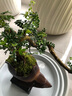 【清香木盆景】飄枝老樁花卉好養(yǎng)綠植盆栽茶桌高檔年貨帶花盆底座 酒壺盆清香木15-20+底座+小沙彌 曬單實(shí)拍圖