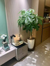 發(fā)財樹盆栽大棵室內(nèi)擺客廳大型步步高招財樹綠植物辦公室喬遷開業(yè) 獨桿發(fā)財樹1.2-1.3米+福字盆+彩帶+肥 其他 曬單實拍圖