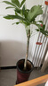 植男植女發(fā)財樹大型盆栽客廳室內(nèi)真綠植辦公室開業(yè)送禮獨桿招財樹源頭直發(fā) 曬單實拍圖