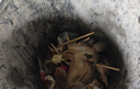 賣(mài)魚(yú)七郎 多寶魚(yú)凈重2.1斤共3條裝 海捕鮮活冷凍比目魚(yú)鰈魚(yú) 生鮮水產(chǎn)魚(yú)類(lèi) 曬單實(shí)拍圖