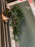 小葉雀舌羅漢松盆栽懸崖飄枝造型盆景室內(nèi)桌面綠植擺件四季常綠 羅漢松懸崖飄枝造型+祥云盆 曬單實拍圖