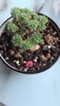 多肉植物帶盆綠植花卉盆栽貴貨老樁群生玉樹玉露仙人掌肉肉 球松5-6cm【帶盆栽好】 曬單實拍圖