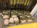 babycare金山茶花紙尿褲L40片(9-14kg)嬰兒尿不濕超薄透氣新生柔花苞褲 曬單實(shí)拍圖