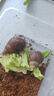 寵以沫蝸?；铙w寵物白玉蝸牛巨型特大蝸牛寵物教學(xué)小蝸牛上課科學(xué)課套餐 乳白色 3-4厘米2只牛送盒 曬單實(shí)拍圖