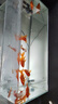 金晶超白魚缸客廳桌面小魚缸玻璃草缸龜缸懶人家用生態(tài)造景水族箱 長60CM寬30CM高35CM（厚度6MM） 金晶超白魚缸裸缸 曬單實(shí)拍圖
