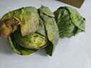 高原夏菜新鮮包菜卷心菜綠甘南菜甘藍圓白菜時(shí)令蔬菜健康營(yíng)養早餐 1.5斤-2斤高端標準菜 曬單實(shí)拍圖