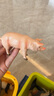 babycare&bctoys兒童玩具實心仿真農(nóng)場動物桶動物模型奶牛綿羊金毛犬 曬單實拍圖
