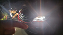 魔燈獅汽車LED大燈遠近一體h7近光燈遠光燈h19005改裝激光大燈LED大燈 25年新升級 偏芯偏角專用【H7型號】2支裝 曬單實拍圖