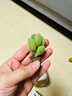 MPPMCK熊掌多肉植物熊童子【錦】網(wǎng)紅新款迷你小多肉陽(yáng)臺桌面小盆栽室內 變色粉熊4-5葉  后期純粉 不含盆 曬單實(shí)拍圖