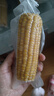 蓮山九鮮新鮮東北甜糯玉米棒黏粘糯苞米新鮮甜玉米真空包裝 250g*5支黃糯玉米 曬單實拍圖