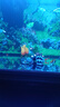 異景園 仿真珊瑚礁石魚缸造景假山貝殼假珊瑚魚缸裝飾水族箱海水缸擺件 火焰珊瑚 曬單實拍圖