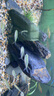 瘋狂水草魚(yú)缸造景裝飾溪流石底部砂石天然溪流缸南美缸造景石烏龜躲避曬臺(tái) 2斤原生溪流片石 小型 【數(shù)量按斤隨機(jī)發(fā)】 曬單實(shí)拍圖