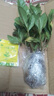 梔子花盆栽四季開花帶花苞室內(nèi)綠蘿水培花卉綠植物茉莉花九里香 低配款：15-20cm【2株】當(dāng)年少量開花 濃香型梔子花【帶花苞】10天開花 曬單實(shí)拍圖