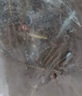 鉑特體   鋸齒壁虎膨脹管輕型鐵膨脹螺絲水泥墻空心磚金屬管釘 M6*32膨脹管釘（50套）藍(lán)色 曬單實(shí)拍圖