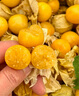 姑娘果東北洋菇娘果黃燈籠果新鮮水果薄皮自然熟奶香味酸甜可口 【嘗鮮】帶箱1斤 精品小果3-5g 曬單實(shí)拍圖