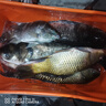 熊火釣魚失手繩20M大物水庫護(hù)桿繩自動(dòng)伸縮尼龍彈力防脫繩溜魚器 曬單實(shí)拍圖