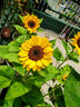 播種心情 日本進(jìn)口向日葵種子 文森特 花店鮮切花 觀(guān)賞陽(yáng)臺庭院盆栽矮桿 日本進(jìn)口切花向日葵-小黑熊10粒 曬單實(shí)拍圖