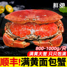 面包蟹母鮮活熟凍大螃蟹海蟹新鮮海鮮水產(chǎn)生鮮黃金蟹珍寶蟹凈重 800-1000g*1只【超大滿(mǎn)黃】 曬單實(shí)拍圖