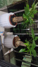 【帶盆高度約15-25cm】發(fā)財(cái)樹盆栽室內(nèi)植物客廳辦公室自吸水好養(yǎng) 單桿發(fā)財(cái)樹+白南瓜自吸水盆 花盆直徑約10cm 曬單實(shí)拍圖