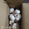 康田匯 陜西2025干新鮮感大蒜現挖新蒜紫皮大蒜批發(fā)鮮蒜紅皮蒜干蒜 2-2.5斤單果4-5CMM凈1.6斤 曬單實(shí)拍圖