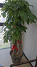 仙植緣【2小時(shí)同城配送】2米大型發(fā)財(cái)樹盆栽綠植辦公室客廳開業(yè)喬遷送禮 |約1.7米|步步高發(fā)財(cái)樹|原始盆 專車送貨 更快更好 曬單實(shí)拍圖