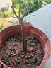 夜來(lái)香花樹(shù)苗夜來(lái)香盆栽花卉植物室內驅蚊花苗濃香四季開(kāi)花吸甲醛 中苗2顆【當年開(kāi)花爆滿(mǎn)]+送肥 曬單實(shí)拍圖