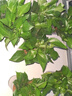 雙盟 綠蘿盆栽除甲醛花卉綠植辦公室新房?jī)艋諝?10款10盆裝源頭直發(fā) 曬單實(shí)拍圖