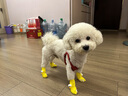 JCZS德國品牌小狗防滑襪子寵物狗狗貓咪不掉腳比熊泰迪小型犬腳套保暖 大眼萌費雋黃【4只】 家穿靜音防 L(15斤內) 曬單實(shí)拍圖