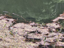 日本正宗伽馬卡茲超細(xì)金海夕魚鉤正品平打細(xì)條加強(qiáng)鯽魚谷麥釣法硬 30枚金海夕有刺【免費(fèi)試用4枚】 超細(xì)4號【強(qiáng)/硬/鋒/輕】 曬單實(shí)拍圖