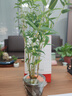 米竹鳳尾竹觀音竹綠植盆景竹迷你小竹子室內盆栽植物竹盆景竹子苗 米竹原盆原土2盆 曬單實拍圖