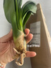 特價大盆君子蘭盆栽名貴國寶級花卉苗綠植物圓頭和尚室內四季好養(yǎng) 01：【掌柜推薦】8-11片葉子+帶土 送肥料【不含盆】 曬單實拍圖