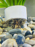 森森 超白玻璃小魚缸HRK-500套缸款(長50cm)熱彎玻璃+過濾器+水草燈 曬單實拍圖