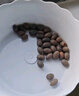 沭之美水培植物蓮花卉蓮花種子混色30粒已開口【不含盆】源頭直發(fā) 曬單實(shí)拍圖